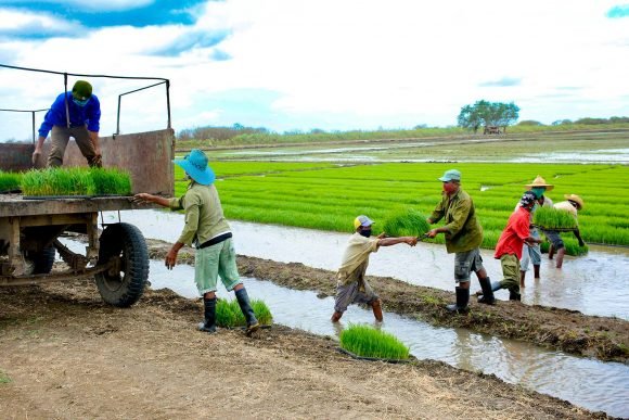 CarrazcoYanexys's tweet photo. La Empresa Agroindustrial de Granos Fernando Echenique fortalece la Ciencia y la técnica aplicando nueva tecnología en la siembra de arroz para semilla. https://t.co/JCJivDnmhk