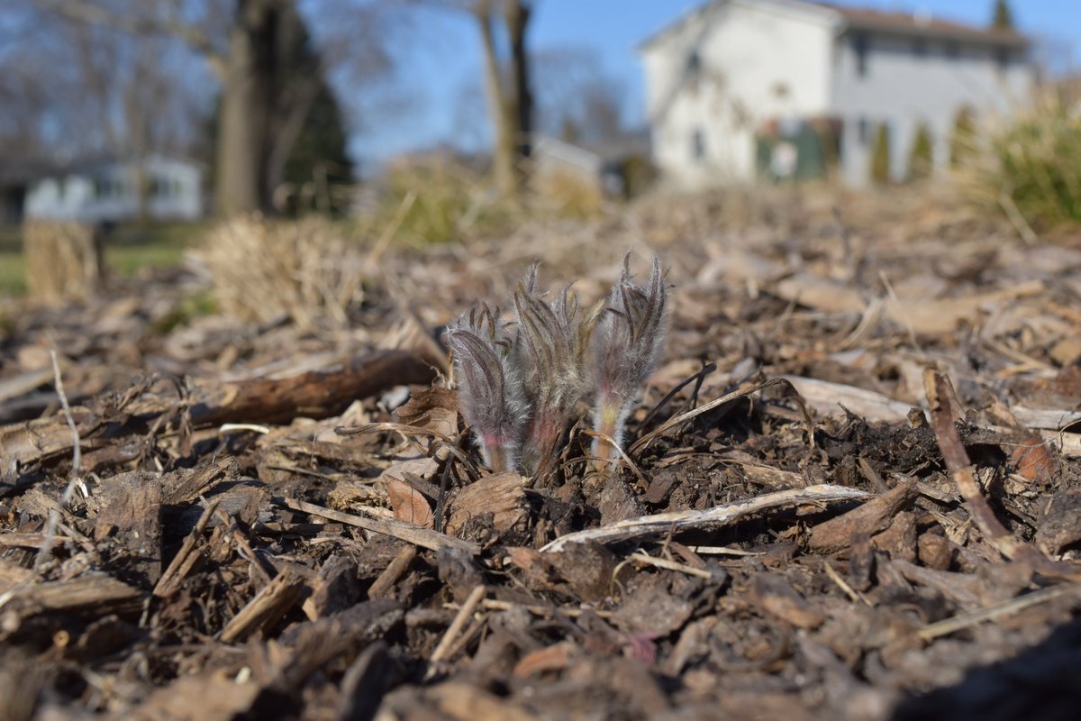 Take a look at these fuzzy boys about to bloom in our Minnesota home garden (American Pasque Flower). The hairs help them survive cold spring weather. Last night it got down to 16*F or -9*C and they were unfazed, unlike most resprouting plants which got zapped. https://t.co/4tofZaTjNH
