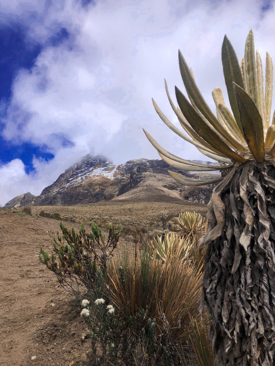 _alvamar's tweet photo. Nevado del Tolima. PNN Los Nevados. Marzo, 2021. Enamorada. 🤍 https://t.co/BXCnlrhavu