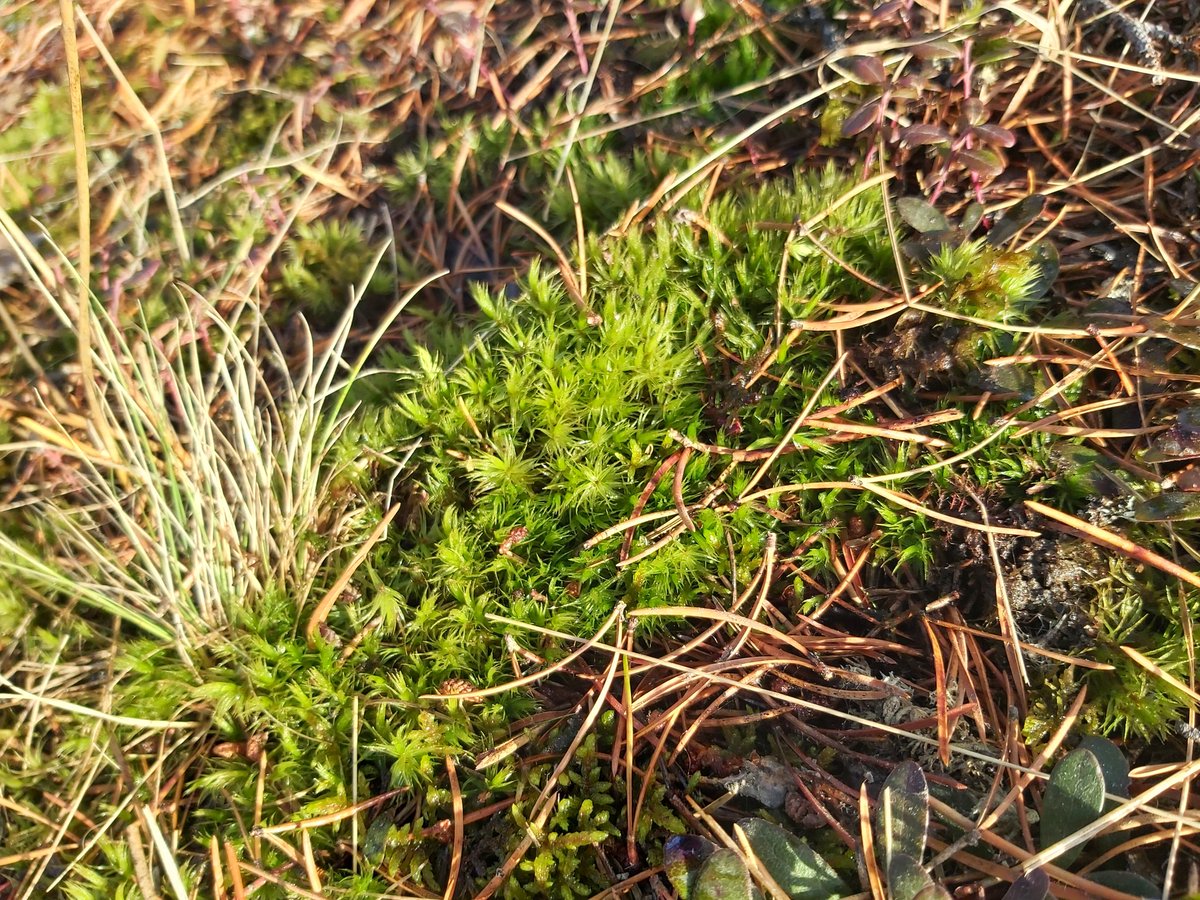 StarryDawnAdven's tweet photo. Green stuff!!!!!!
#springtime #plants #newgrowth #green #moss #Ilovemoss #itssopretty #Iwantabedmadeoutofmoss #Saskatchewan #sasktrails #spring #beautiful #nature #hiking https://t.co/V2Z5d3V3Qo
