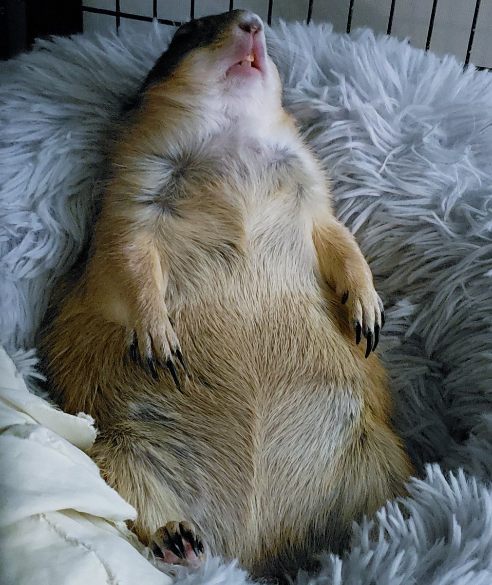 RatManParty's tweet photo. What a hard day I had #prairiedog https://t.co/JOWmpcxUFt
