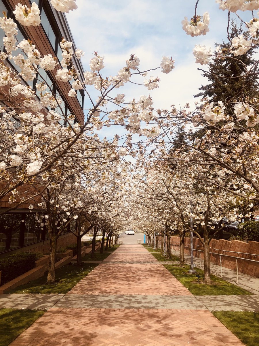 Spring is here ⁦@fredhutch⁩ ⁦@SeattleCCA⁩ !