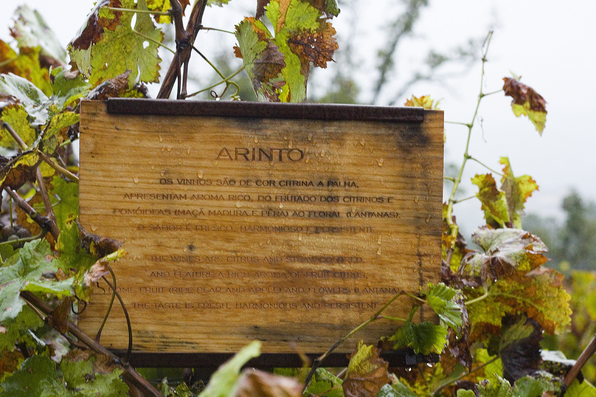 vinhoverdewines's tweet photo. Indigenous to Portugal, and grown throughout Vinho Verde, Arinto produces exceptional, age-worthy whites, especially in inland areas of the region. These single-vine wines are best paired with fish or seafood dishes.
#VinhoVerde #VinhoVerdeWine #Portugal https://t.co/9iNcrNHoWS
