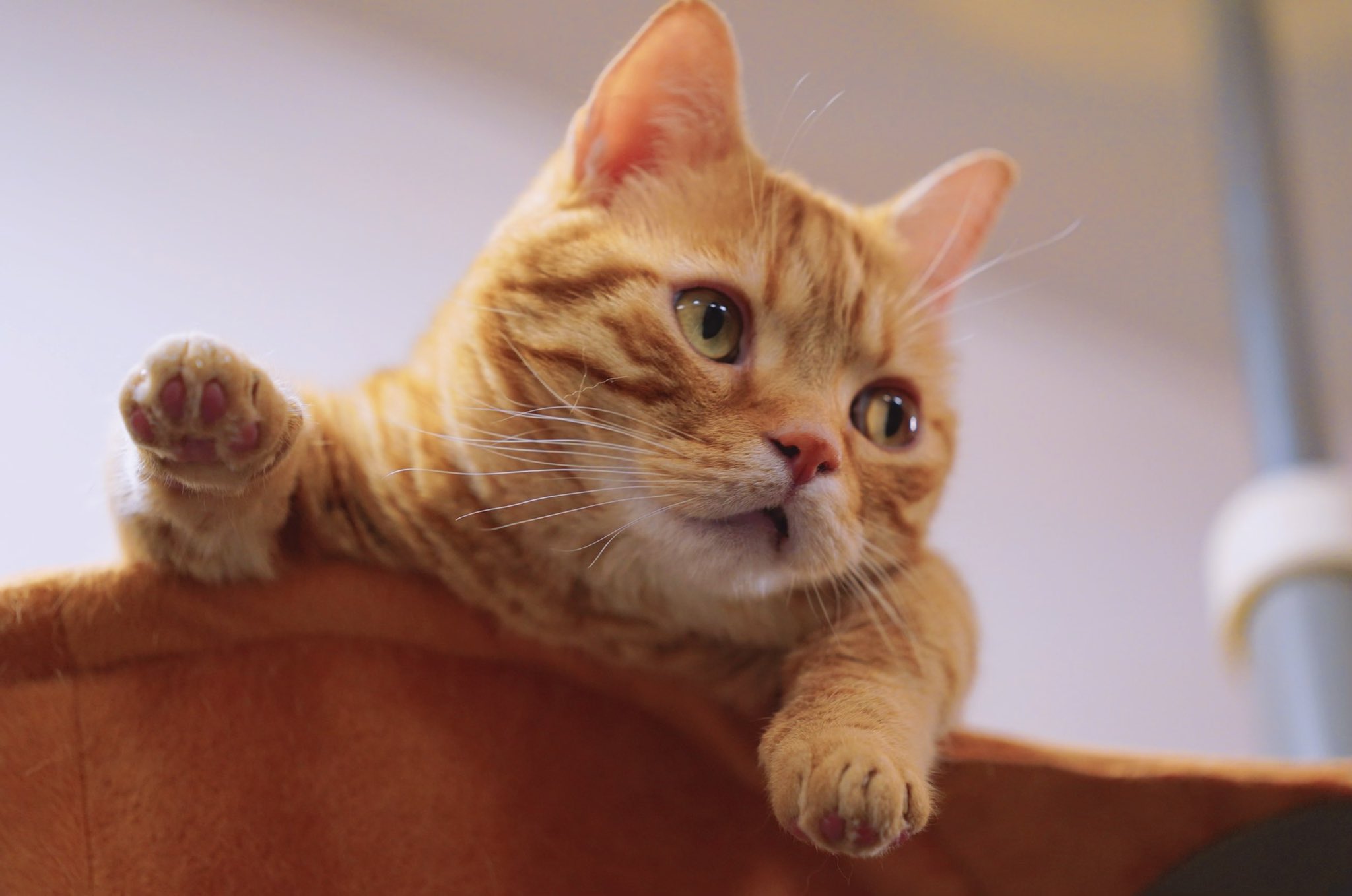 花江 夏樹 Youtube リモーネ先生と花江夏樹さん リモーネ先生って誰 2人の関係は Stg Origin Aegpresents Com