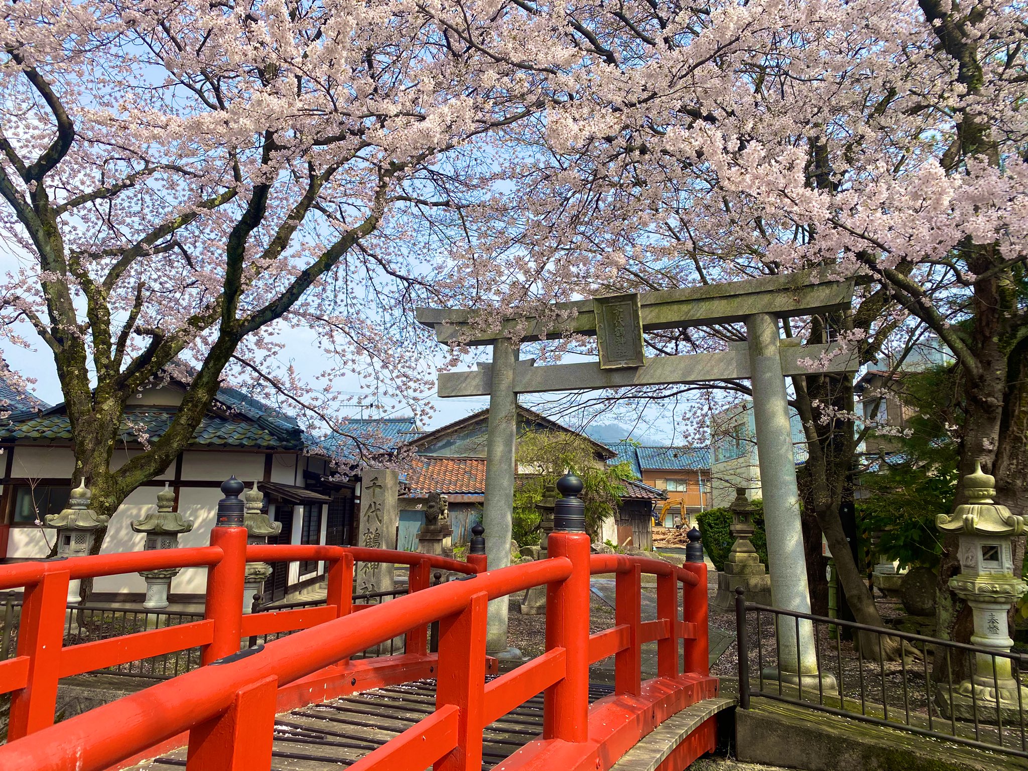 福井桜 Twitter Search Twitter