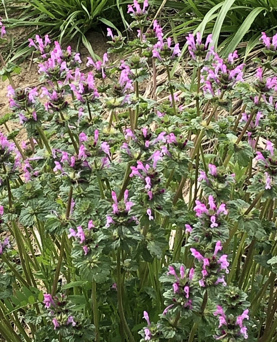 名香智子 カナムグラとオオイヌノフグリのアレンジ カキドオシ カキドオシに似たトキワハゼ 栄養の良いホトケノザ