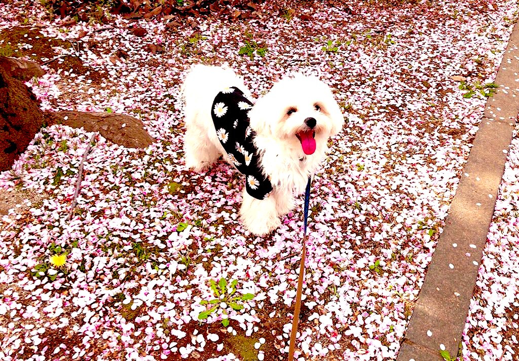 Malpoomaro's tweet photo. 桜の絨毯を昼んぽです🌸
春らしくマーガレット柄ゆるTを新調しました🌼👗うちの子はきつい服をなかなか嫌がるので丁度いいです🐶
そろそろトリミング✂︎かな〜
#Dog  #いぬのいる暮らし #DearDog https://t.co/y0sMMemf3z