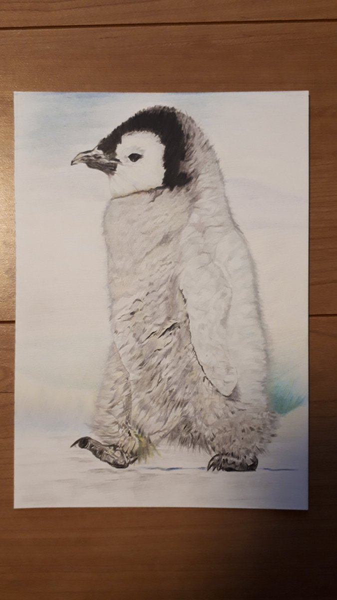 Twoucan 皇帝ペンギンの赤ちゃん の注目ツイート イラスト マンガ コスプレ モデル