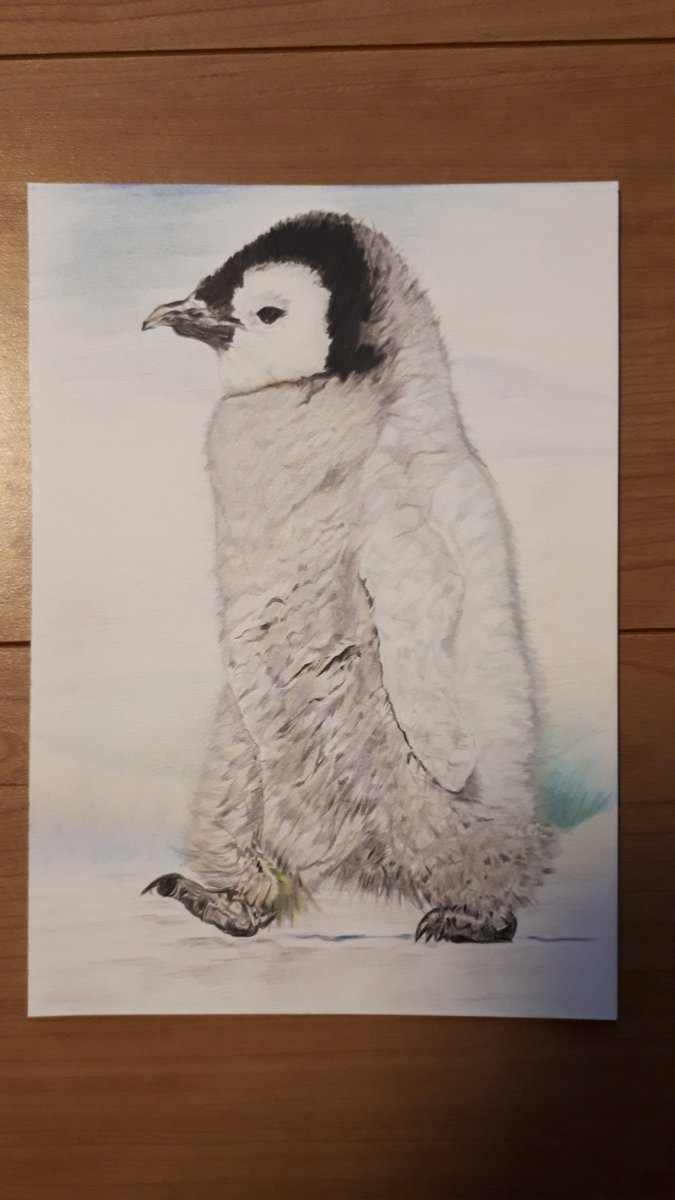 Twoucan 皇帝ペンギンの赤ちゃん の注目ツイート イラスト マンガ Twoucan 皇帝ペンギンの赤ちゃん の注目ツイート イラスト マンガ
