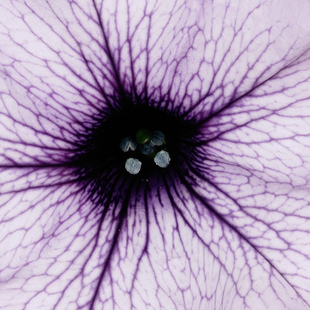 SurfiniaSocial's tweet photo. The Surfinia® Purple Vein is one of our favourite! What is your favourite Surfinia® variety? 

#surfiniapurplevein #veinedpetunia #petunia #surfinia #surfiniapetunia #mnpflowers #mnp #flowers #gardening #plants #closeup #floralphotography #flowerphotography https://t.co/BWlBGCvB9M