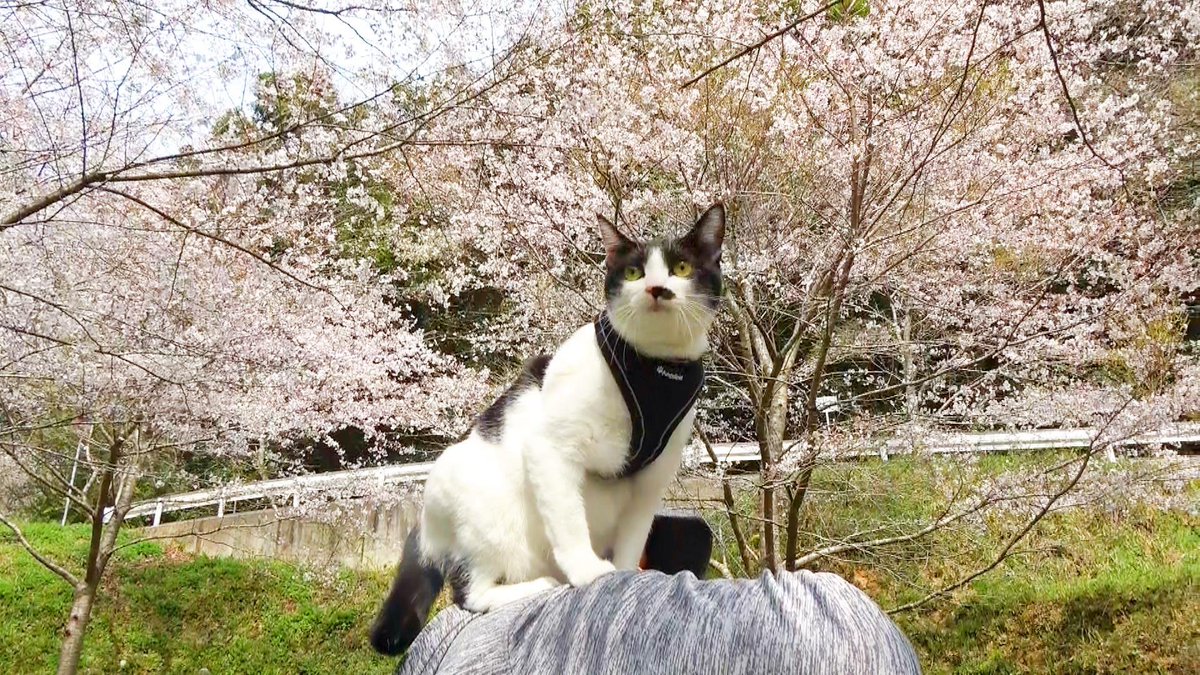 tamago68604208's tweet photo. ゆうたま🌙
公園を探検したでちー
https://t.co/unBtiJdVN4
おじたんの肩の上より
自分で歩く方が楽しいでち！
#猫好きさんと繋がりたい 
#お花見
#猫散歩
#たまごちゃんねる https://t.co/GGV0l4dRJn