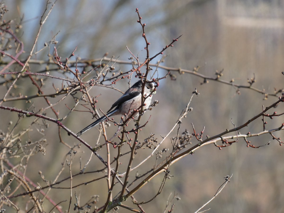BirderWorcs's tweet photo. Long-tailed tit and a distant Worcester Cathedral last weekend! #ChapterMeadows #Worcester @DuckworthTrust @WorcCathedral @worcpic #WorcestershireHour @Avibase @Britnatureguide @iNatureUK @BirdWatchingMag https://t.co/ZxT70vzw00