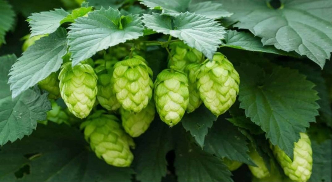 MACWANPRATIK3's tweet photo. One kilogram of this vegetable costs about Rs 1 lakh ! World's costliest vegetable,'hop-shoots' is being cultivated by Amresh Singh an enterprising farmer from Bihar, the first one in India. Can be a game changer for Indian farmers
https://t.co/4UkH4YduiY… @PMOIndia https://t.co/N9wnLfTtYx