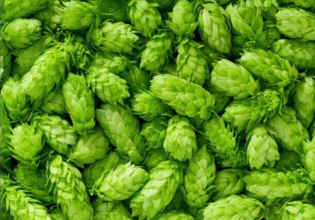 MACWANPRATIK3's tweet photo. One kilogram of this vegetable costs about Rs 1 lakh ! World's costliest vegetable,'hop-shoots' is being cultivated by Amresh Singh an enterprising farmer from Bihar, the first one in India. Can be a game changer for Indian farmers
https://t.co/4UkH4YduiY… @PMOIndia https://t.co/N9wnLfTtYx