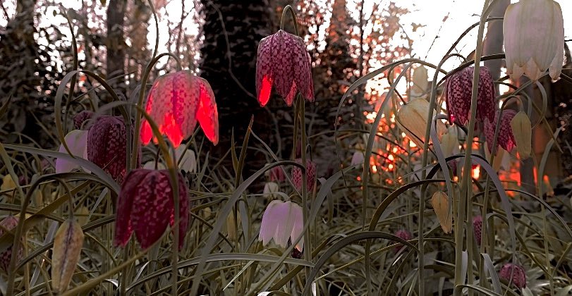 The fairies appear to have left their lights on again this morning.