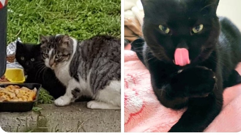EStradini's tweet photo. Ciao da Eva.  Da stradina a casina 🏡🐈💚
Vi ricorda che chi ci vuole aiutare può acquistare pappe sulla Wish Amazon , , fare donazione paypal nella bio o postapay 
5333171110972029
Grazie di ogni pensiero ❄️🐈💛 https://t.co/Ajs27IvwoE