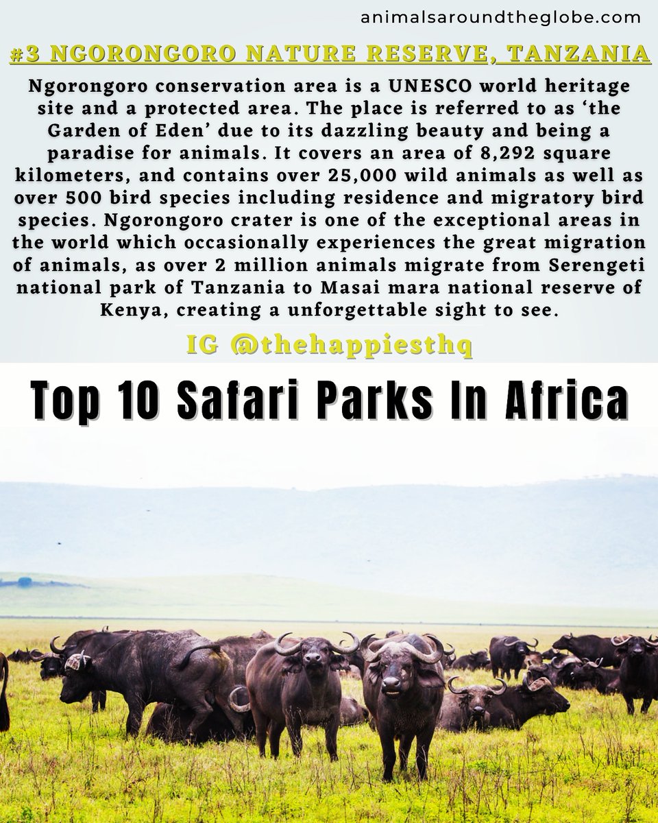 #3
#safari #africa #ngorongoro #ngorongoronationalpark #tanzania #animals #adventure #vacation