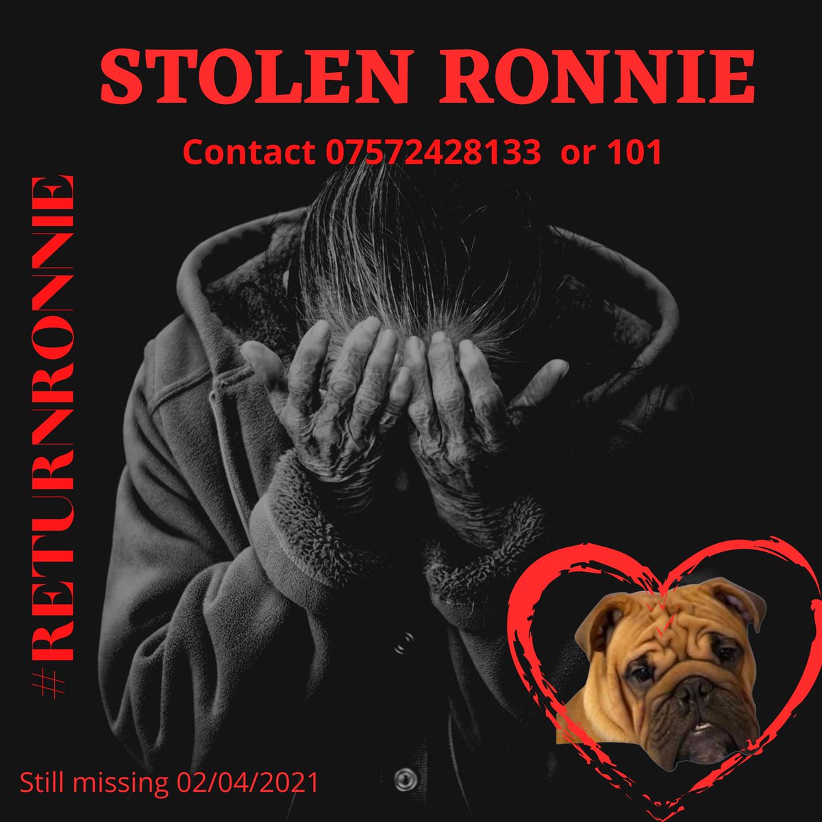 #RETURNRONNIE ITS NEARLY 15 weeks since you were stolen . I don’t think I am ever going to see you again baby Ronnie my heart is forever broken 💔@MissingPetsGB @rickygervais @warkspolice @JasonManford @ReturnRonnie @BBCCWR @leamcourier