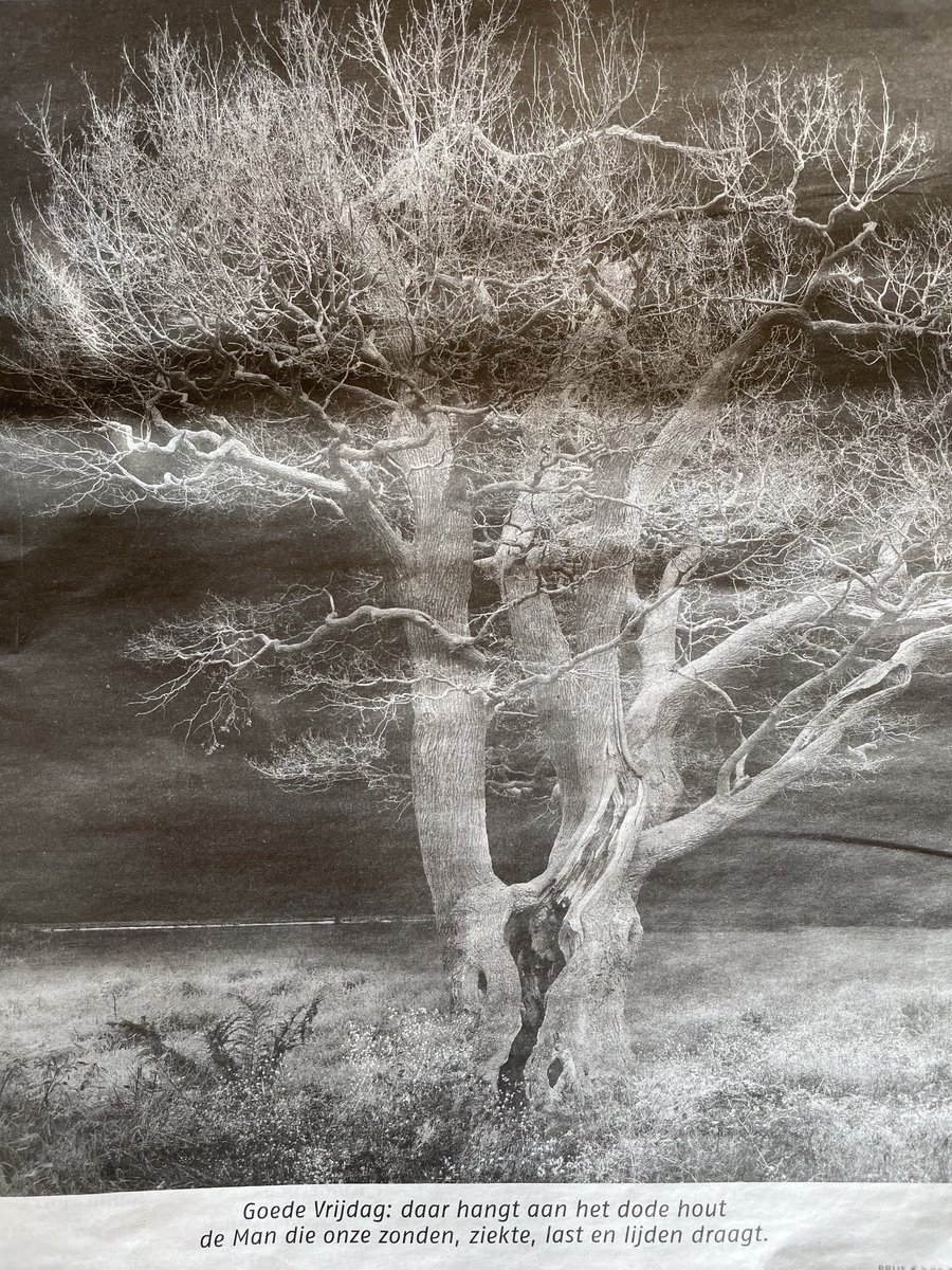 Goede Vrijdag: daar hangt aan het dode hout de Man die onze zonden, ziekte, last en lijden draagt.