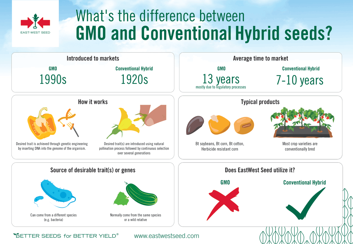 eastwestseed's tweet photo. We are often asked if our products use GMO technologies and the answer is no.

Check out our quick guide to the difference between GMO and conventional hybrid seeds, which is what we develop and sell to help farmers get better yields.

Let us know if you have any questions! https://t.co/tG3iwdWUAT