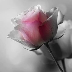 DmDavanti's tweet image. Halfway
past innocence
beyond 
the pale farce 
of exalted wishes
a higher existence.

#Poetryin13 350 
#MadVerse
#MusePrompt
#vsspoem