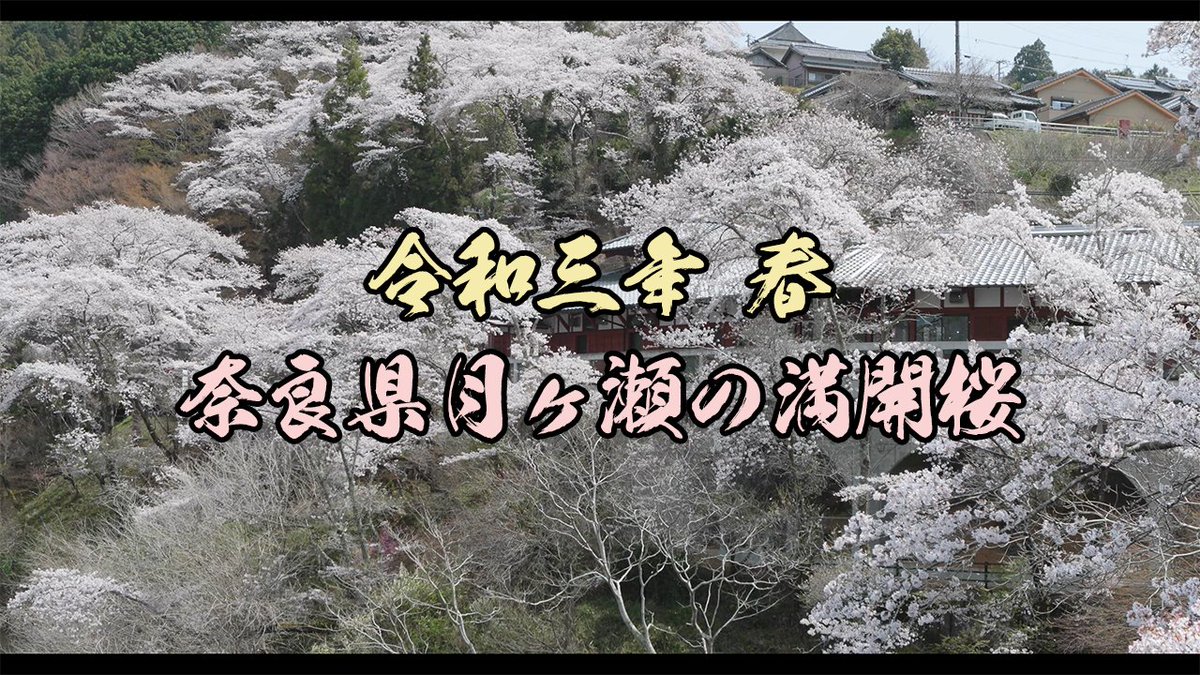 tsuzinoya's tweet photo. 奈良県月ヶ瀬湖畔の桜を見に行ってきました。例年通り平日は人気が少なくゆっくりと小鳥の鳴き声と桜景色を楽しんできました。
4K動画はこちらです→https://t.co/XdgV9FTu8v
#月ヶ瀬 #月ヶ瀬湖畔 #月ヶ瀬梅林 #月ヶ瀬桜 #桜満開 https://t.co/HJIklSwb9Z