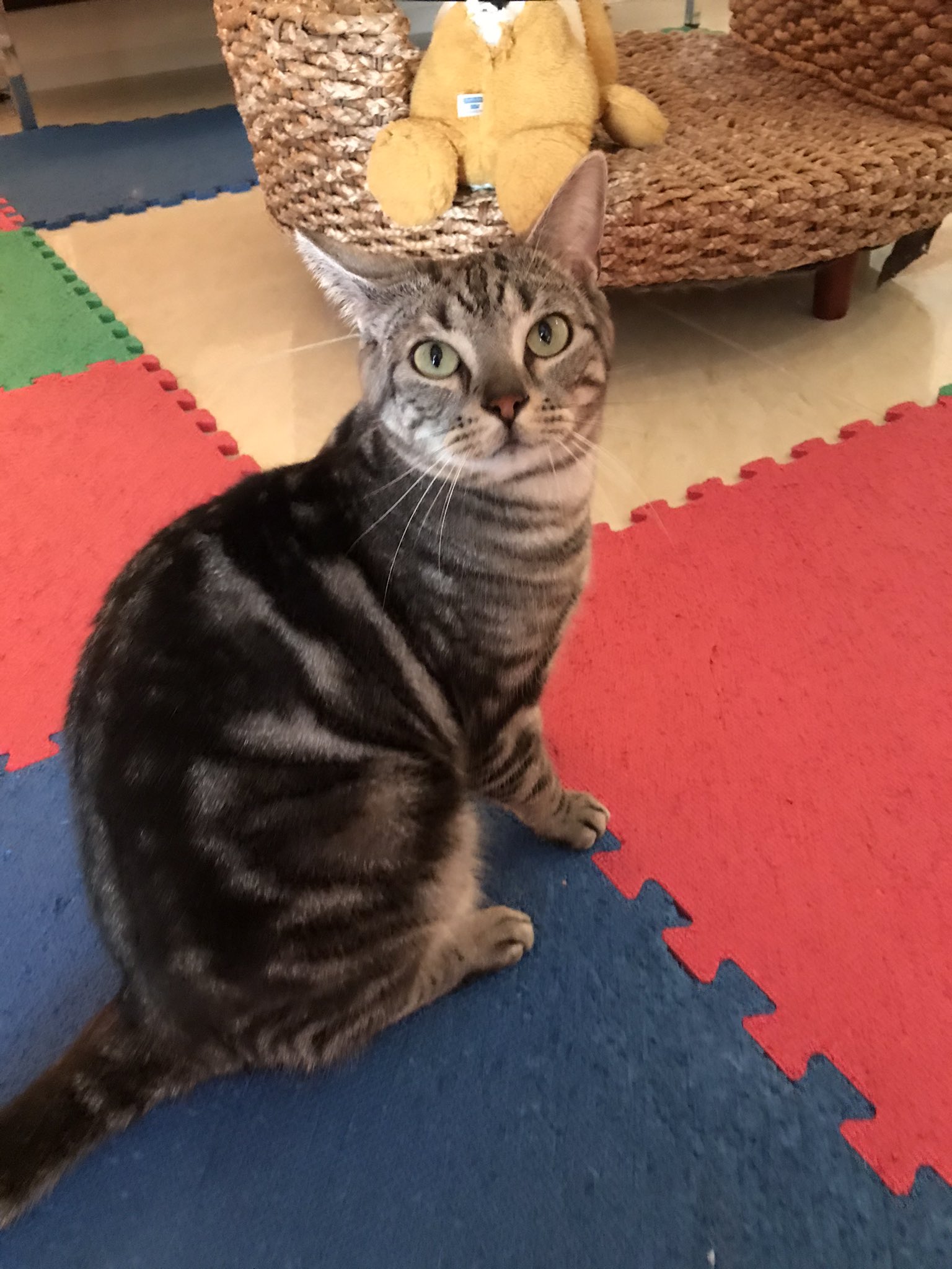 ププミニョン 本日も13時から19時まで営業いたします ねこ ネコ 猫 猫カフェ ププミニョン 横須賀 横須賀中央 猫好きさんと繋がりたい 猫動画 猫のいる暮らし レオンくん アメリカンショートヘア T Co Ivluner2e1 Twitter