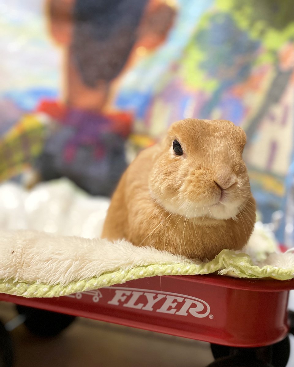 ハグル V Twitter 動物病院で待っている間 診療中 前足をまっすぐ伸ばして 自分やれてる感 を出していた 帰ってきたらぐったり うさぎ