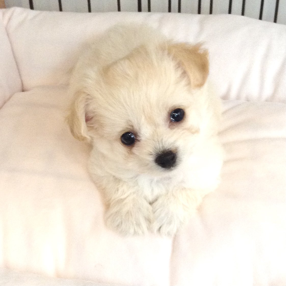 Tsstyle5's tweet photo. 朝起きたらこの顔で...🥰

#チワプー #ミックス犬 #わんこ #ペット https://t.co/Fw7dj1jvvH