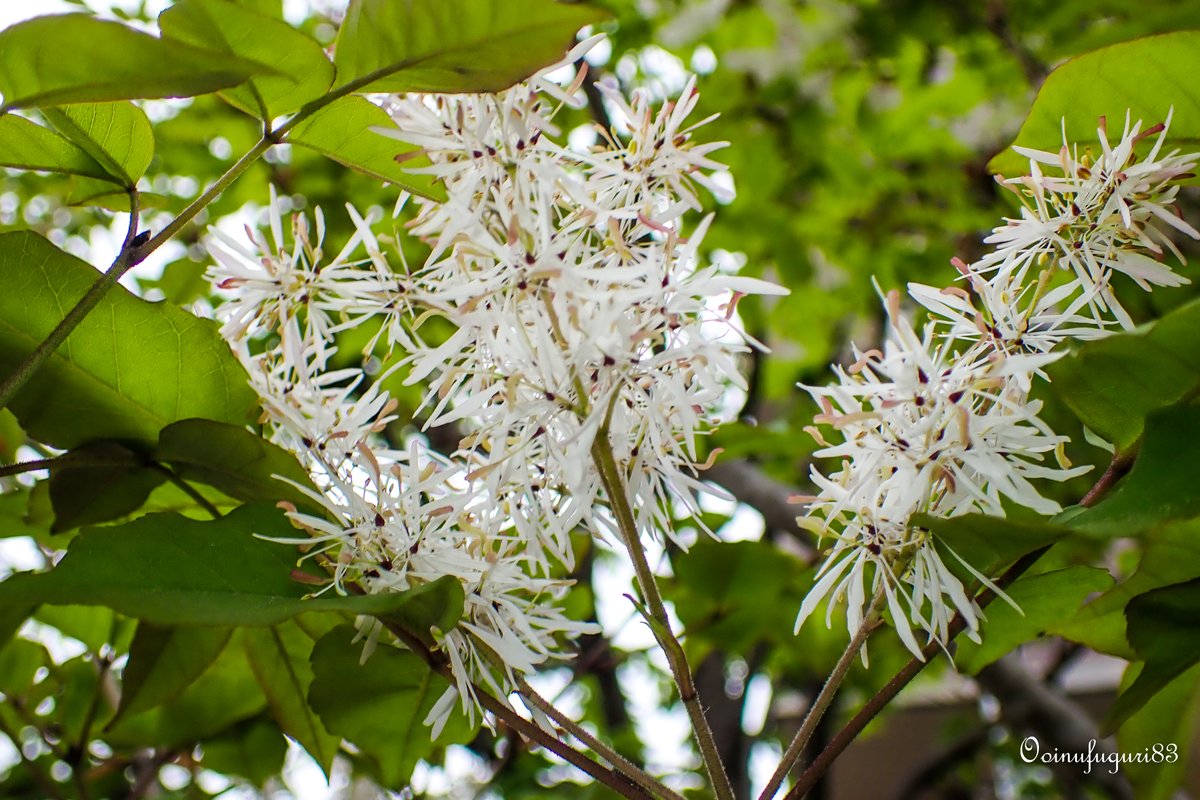 マルバアオダモ