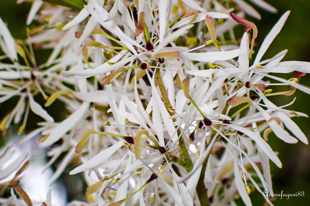 マルバアオダモ