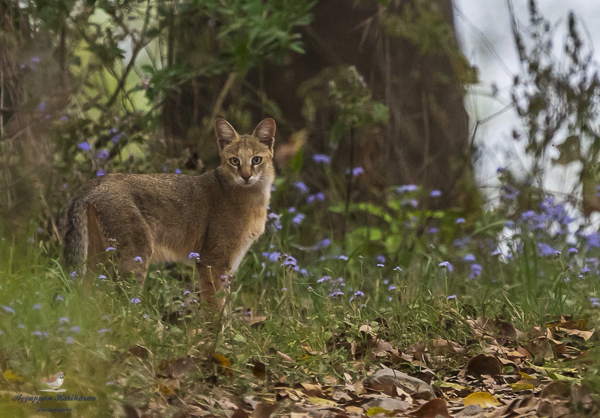 Thank you @passivelyactive for sharing this ''one in a million'' snap of jungle cat all the way from Jim Corbett National Park situated in Uttarakhand!
@UTDBofficial
#DekhoApnaDesh