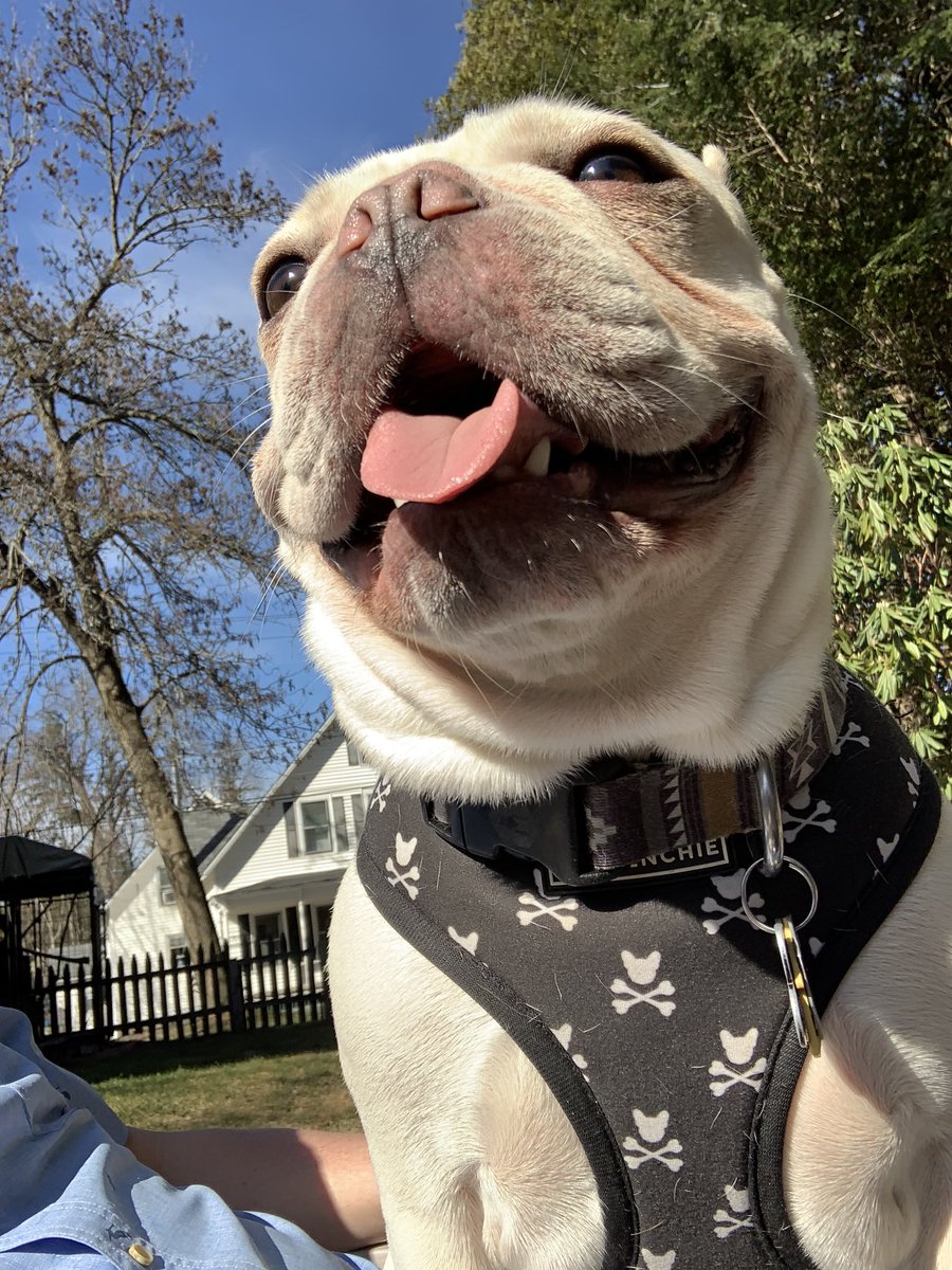 philthy365's tweet image. Is he a happy, happy dog or nahhh..... #frenchie #smileyboi #birchplease