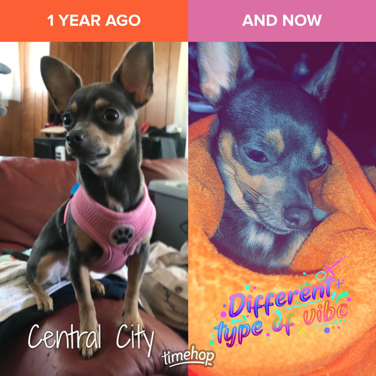 gimom69's tweet image. My #furbaby Savi💞 is not feeling well. Cost $145 Vet she had #analgland issues. #flulike #wonteat #positive #vibes #please