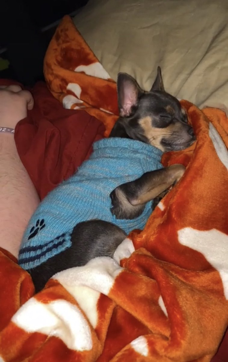 gimom69's tweet image. My #furbaby Savi💞 is not feeling well. Cost $145 Vet she had #analgland issues. #flulike #wonteat #positive #vibes #please