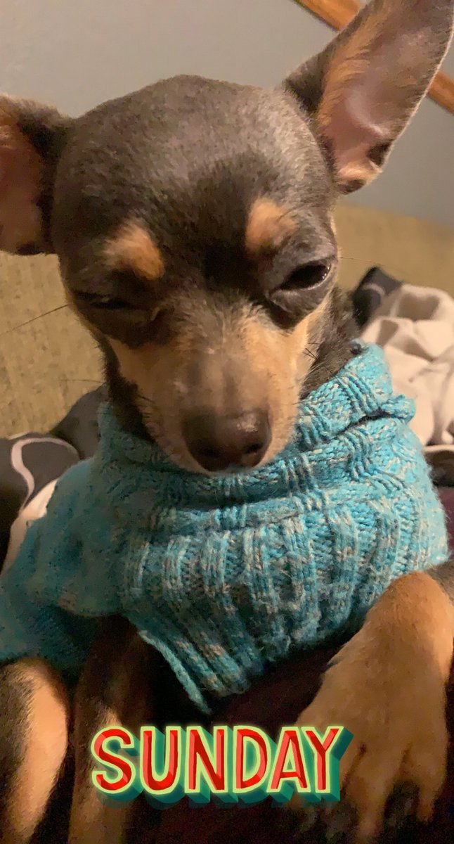 gimom69's tweet image. My #furbaby Savi💞 is not feeling well. Cost $145 Vet she had #analgland issues. #flulike #wonteat #positive #vibes #please