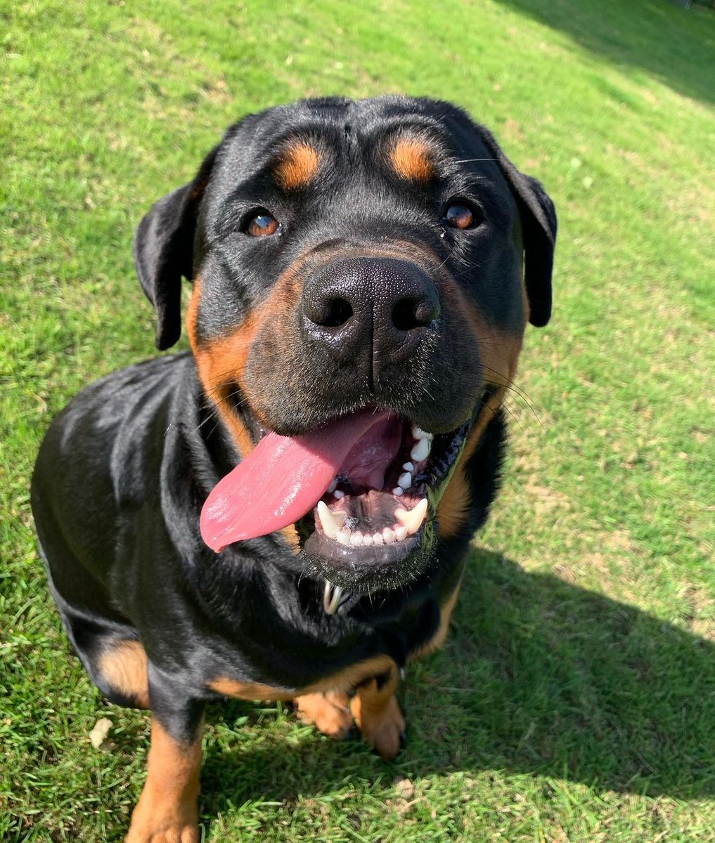 Ротвейлер купированный. Ротвейлер купированный. Ротвейлер с ушами. Ротвейлер с стоячими ушами. Ротвейлер с ушами.