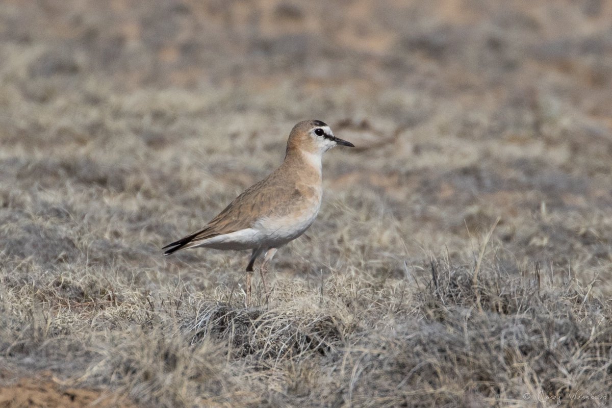 kharadrios's tweet photo. First day of the season, first plover of the season! 💪 #ploverrover #graduateresearch https://t.co/1LpjOV6Y8s