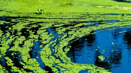 botanical_sci's tweet photo. #Cyanobacteria form #motile #filaments of cells, called #hormogonia, that travel away from the main biomass to bud and form new colonies elsewhere. The cells in a hormogonium are often thinner than in the vegetative state & the cells on either end of motile chain may be tapered. https://t.co/nDaWYAHzyY