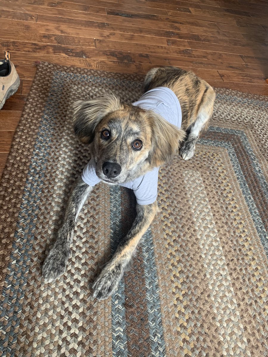 spellybean's tweet photo. @stephressler You can pet Mr Frankie https://t.co/n68i3MIcW8