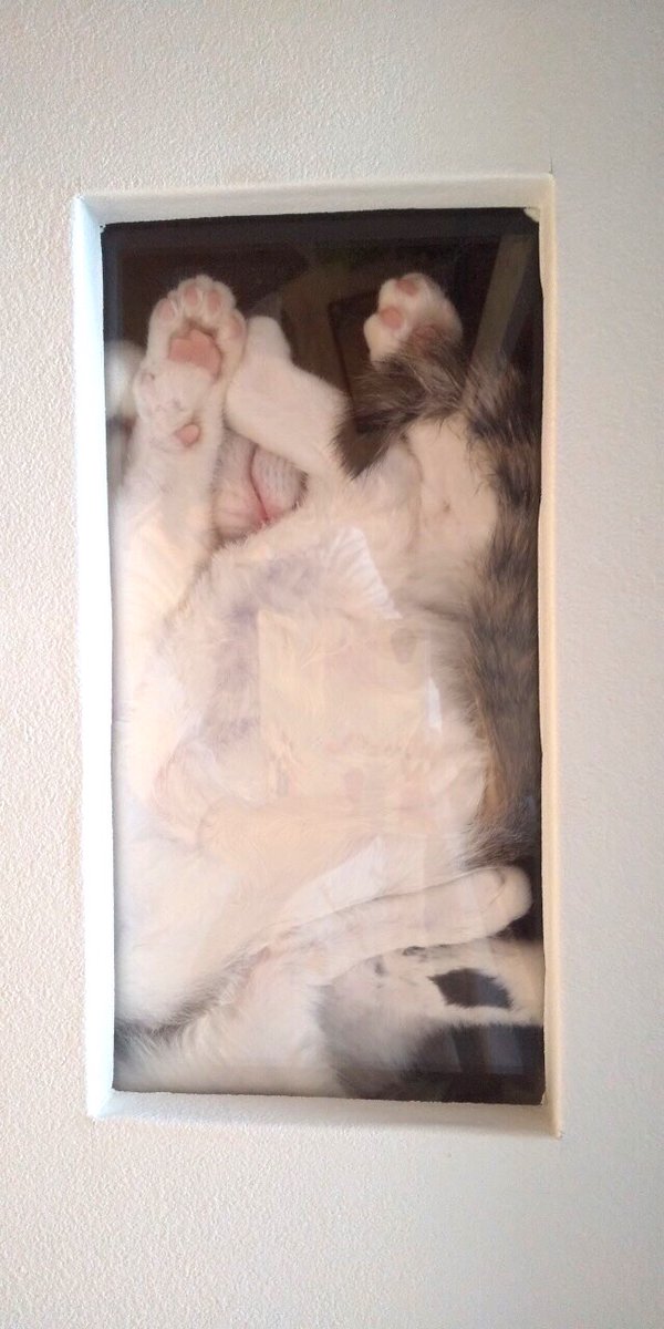 CATS_INN_TOKYO's tweet photo. 猫トンネル覗き床。視線を感じる…!!見られていたのはヒトの方でしたw
本日も20時(最終入場19時)まで営業中♫
ご予約はtel 03-6312-8391 / 080-5069-6159、Twitter、FacebookのDMもOK!
キャッツイン東京
#猫 #cat #保護猫カフェ #板橋 #里親募集
#dangocit https://t.co/w3Sl1VGpIe