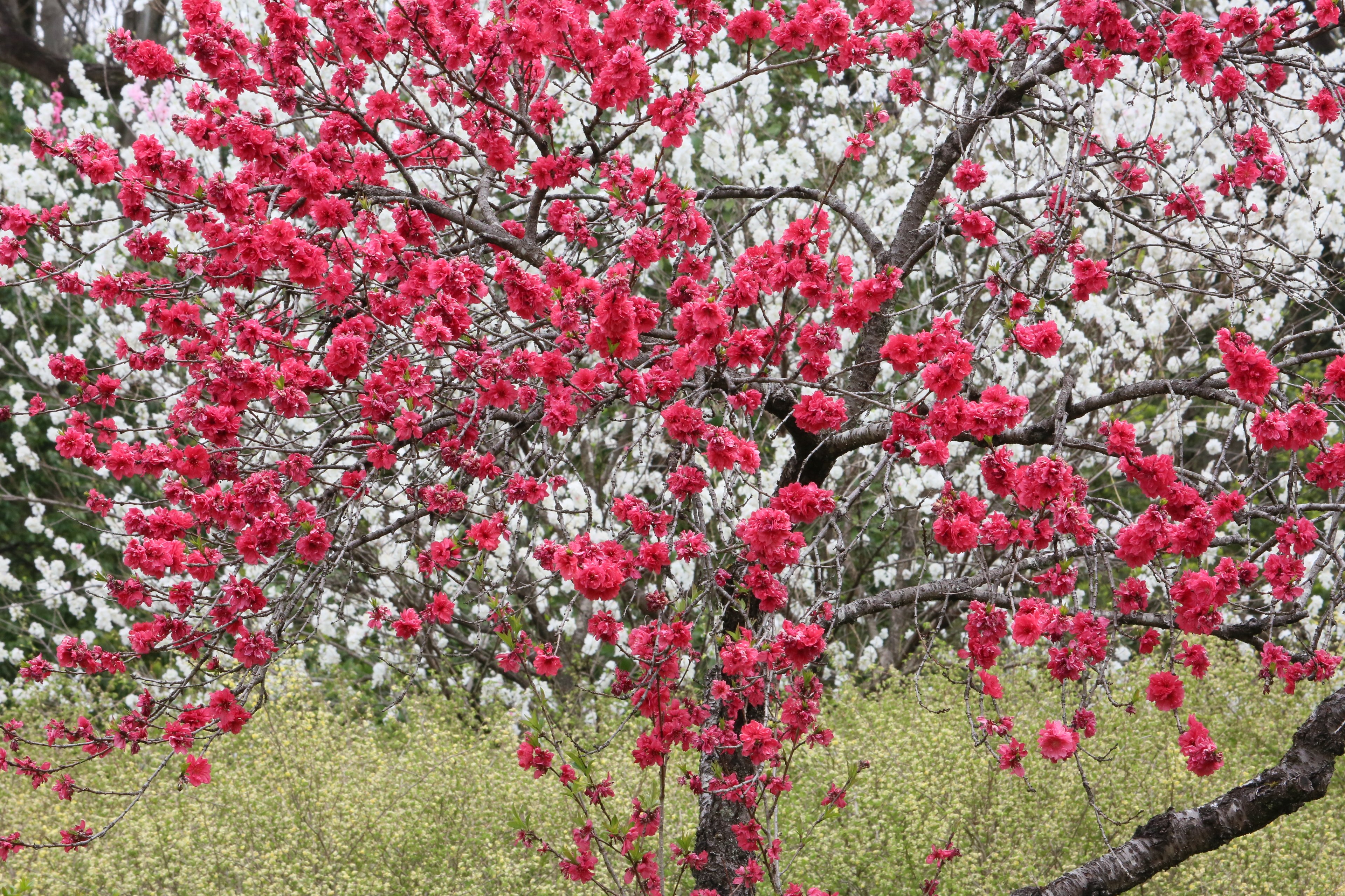 神代植物公園 ニュース スタッフより 広報係 本日のはなもも園より ピンク色で菊のような花の 菊桃 と 濃い紅色と黒い枝のコントラストが美しい 黒皮 です ハナモモ 神代植物公園 T Co Zycjhatpqv Twitter