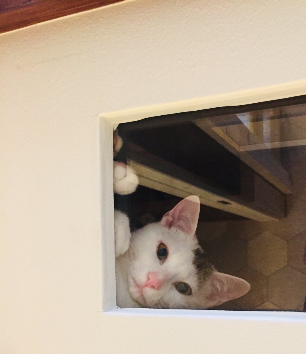 CATS_INN_TOKYO's tweet photo. 猫トンネル覗き床。視線を感じる…!!見られていたのはヒトの方でしたw
本日も20時(最終入場19時)まで営業中♫
ご予約はtel 03-6312-8391 / 080-5069-6159、Twitter、FacebookのDMもOK!
キャッツイン東京
#猫 #cat #保護猫カフェ #板橋 #里親募集
#dangocit https://t.co/w3Sl1VGpIe