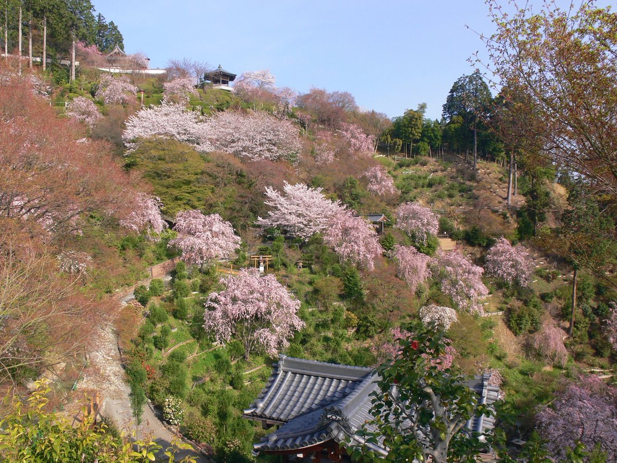京都 西山 善峯寺 よしみねでら 桜は境内平均で見頃を迎えています あと1週間程度見頃が続きそうです 山門の山桜 白山さくら苑 薬師堂付近など綺麗です 桂昌院お手植えしだれ桜は葉桜です 4 2現在の桜開花状況詳細は下のリンクをご覧下さい