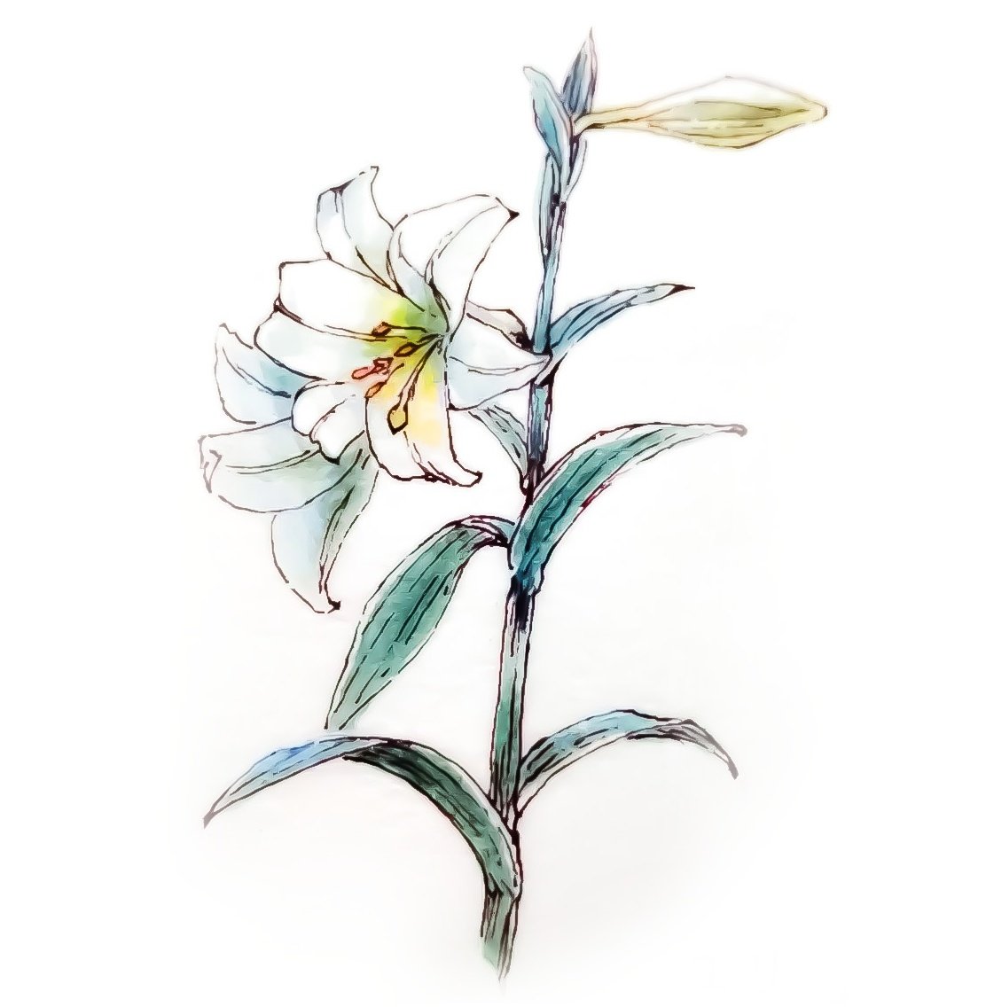 Twoucan 花 の注目ツイート イラスト マンガ