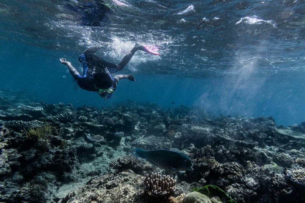ChitkwesuManetu's tweet photo. The Great Barrier Reef Has Lost Half Its Corals
Researchers in Australia blamed climate change for the loss, which they said could diminish critical habitats for fish and other marine life.
https://t.co/Wb35ZT7Bzm https://t.co/IXCv4KgR3W