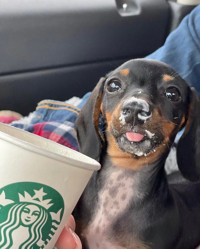 I remember my first puppucino...
.
.
.
.
#dachshund #dachshundsofinstagram #dachshundoftheday #dachshundlove #dachshunds #dachshundpuppy #dachshundappreciation #dachshundsunited #dachshundsonly #dachshundofinstagram #dachshundsofig