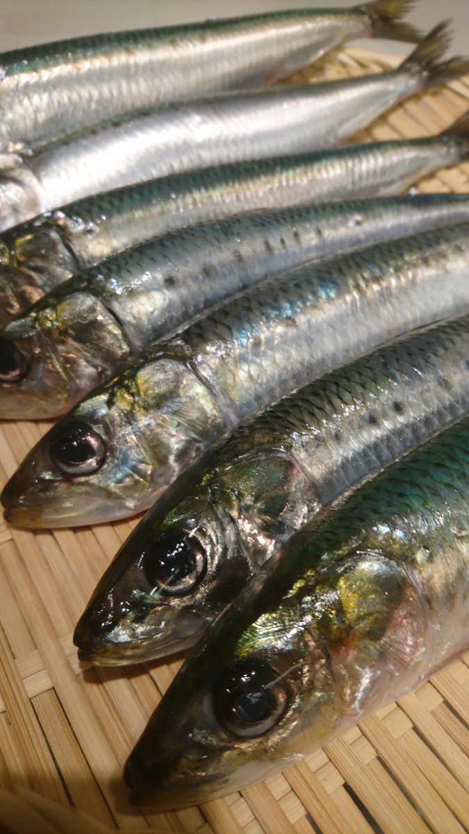 能登美 公式 海鮮居酒屋 潮そば専門店 على تويتر 本日大羽いわし入荷しました 能登美 海鮮 居酒屋 塩らーめん ぶりしゃぶ 鍋 魚の焼肉 刺身 鮮魚 水道橋 新橋 能登美本店 能登美別館 能登美はなれ 能登美新橋店 能登美新橋2号店 能登 能登半島 能登料理 日本酒