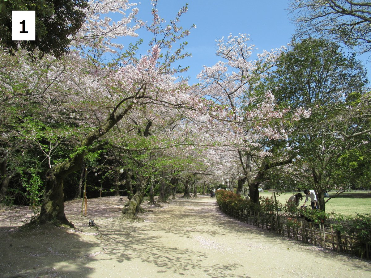 栗林公園 Ritsurin Garden On Twitter 園内のサクラの開花状況をお知らせします １ 北門券売所前芝生広場園路 ソメイヨシノ ２ 商工奨励館前 ソメイヨシノ ３ 日暮亭南側 ソメイヨシノ 商工奨励館前シダレザクラは葉桜となりました