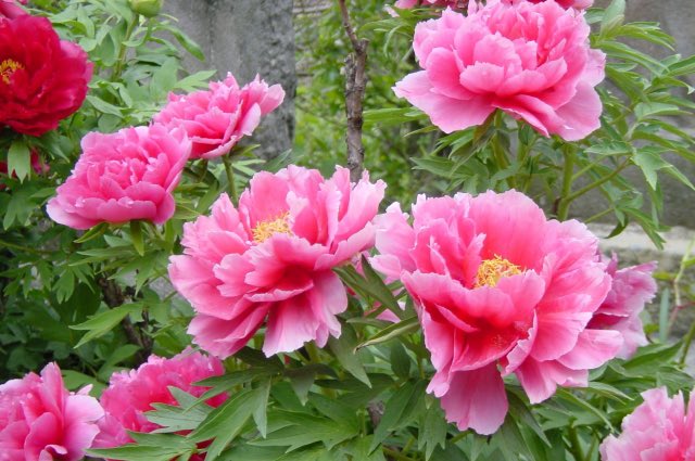 地球村フェス 公式 地球に咲く国花 中国は 牡丹 です 富貴 壮麗 の花言葉があり 中国の王様に昔から愛されて来ました 百花の王とも言われ 中国では 花王 ファワン という 独自の名称でも呼ばれます 花見といえば 牡丹 だそう